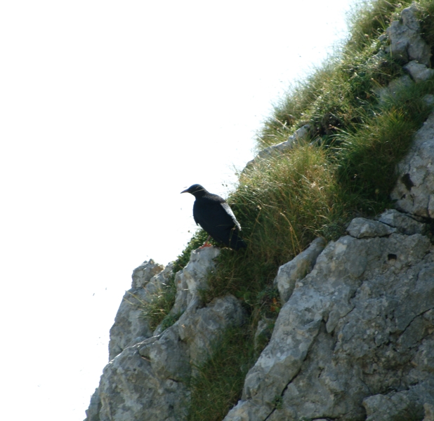 uccelli P. N. d''Abruzzo